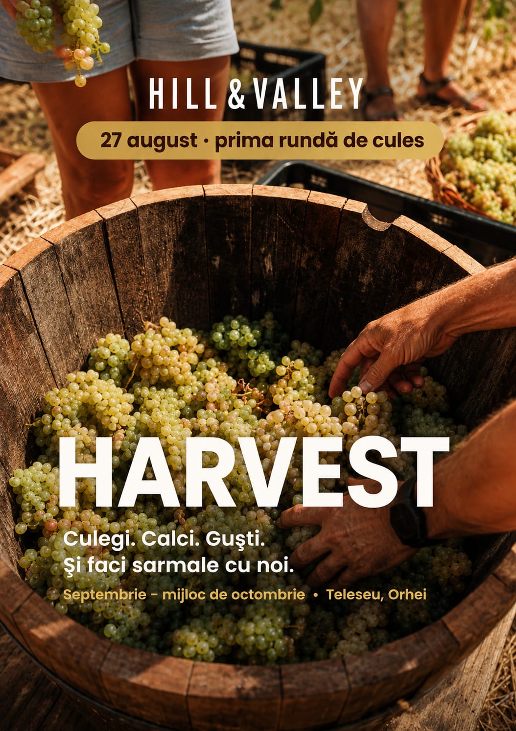 🍇 HARVEST — Grape Harvest Experience in Moldova